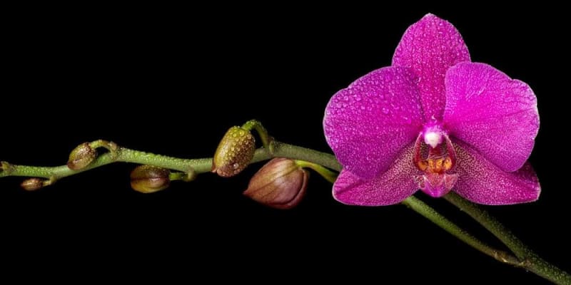 Nem mérgező szobanövények