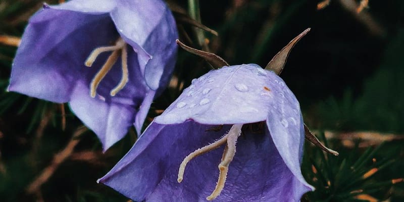 Campanula