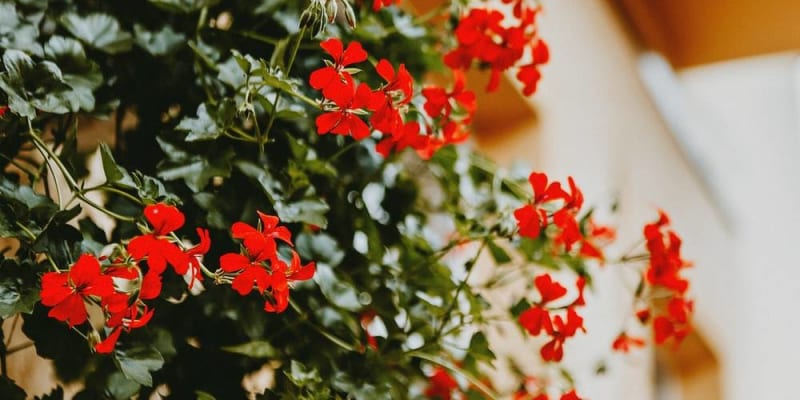 Csüngő szobanövények