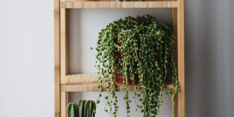 Futó szobanövények