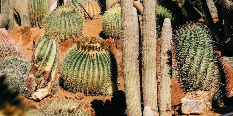 Nagy szobanövények