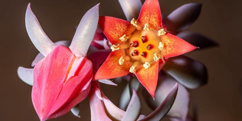 Egzotikus szobanövények