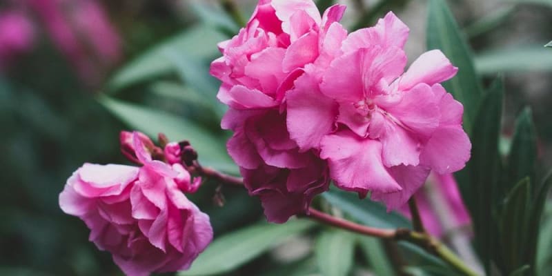 Mérgező szobanövények