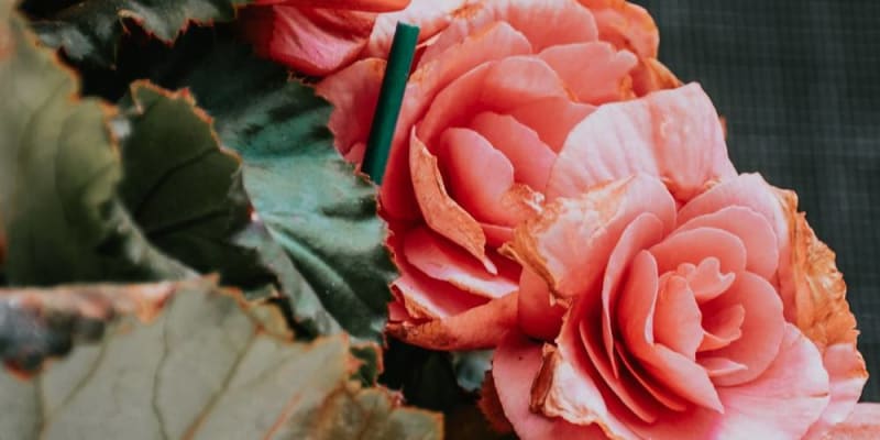 Legszebb szobanövények