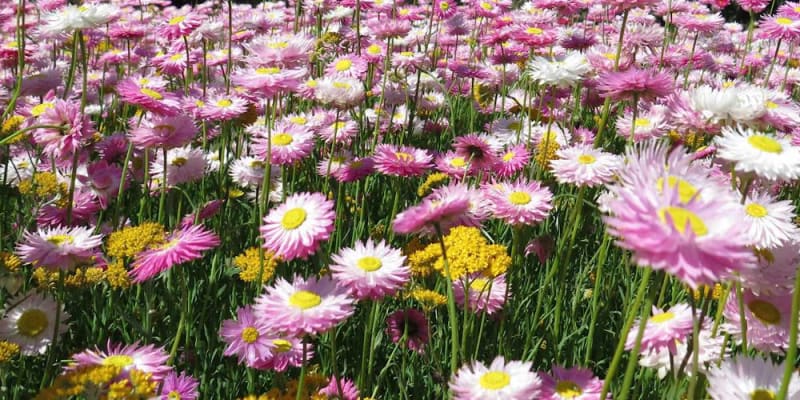 Így csempéssz réti hangulatot a kertbe