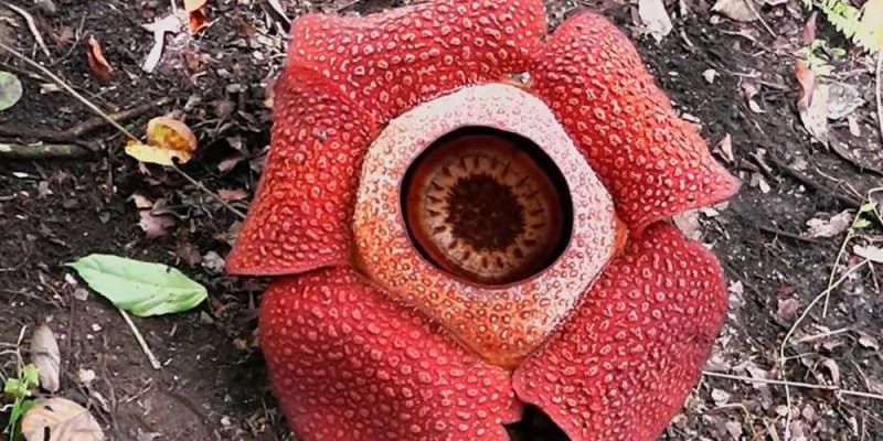 Rafflesia a világ legnagyobb virága