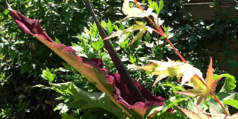 Sárkánykontyvirág