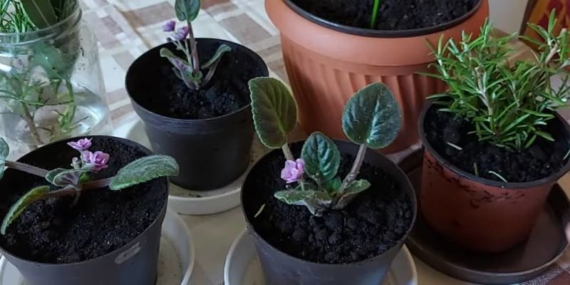 Törpe növények gondozása