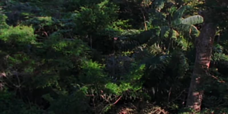 A trópusi esőerdők növényvilága