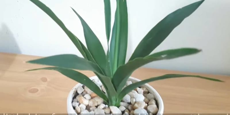 Miért Népszerű a Yukka