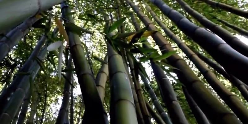 how eco friendly is bamboo