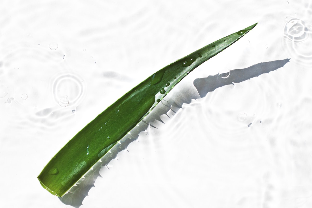 Aloe Vera vs. Water