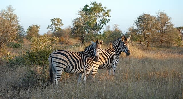 Photo of Zebras. Photo by Nithin bolar k from Wikimedia Commons