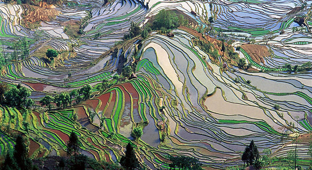 Photo of paddy fields. Photo by Jialiang Gao from Wikimedia Commons