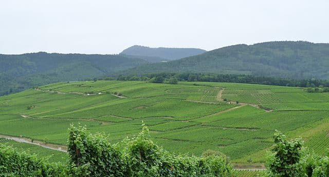 Photo d'une vignoble en France. Photo by Ji-Elle from Wikipedia Commons