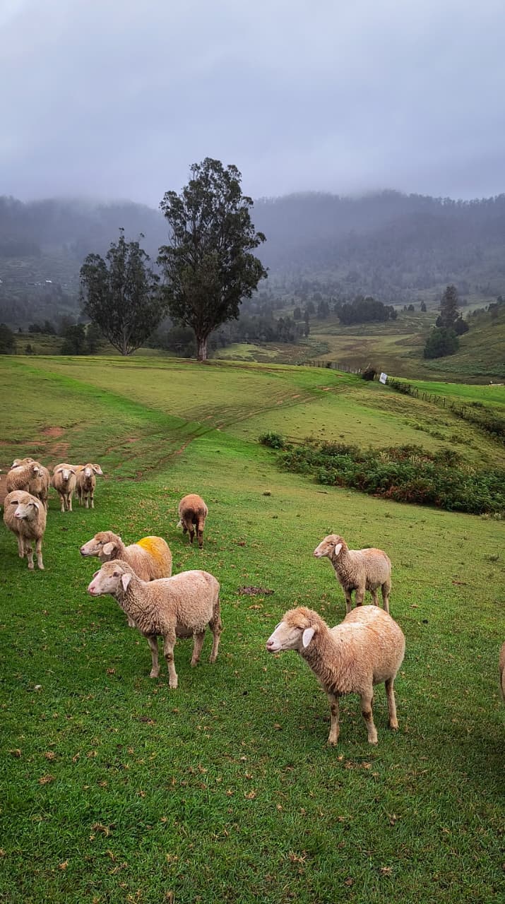 Mannavannur sheep farm