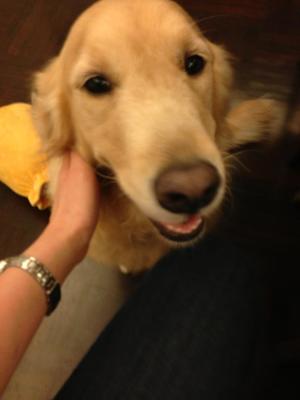 Puppy