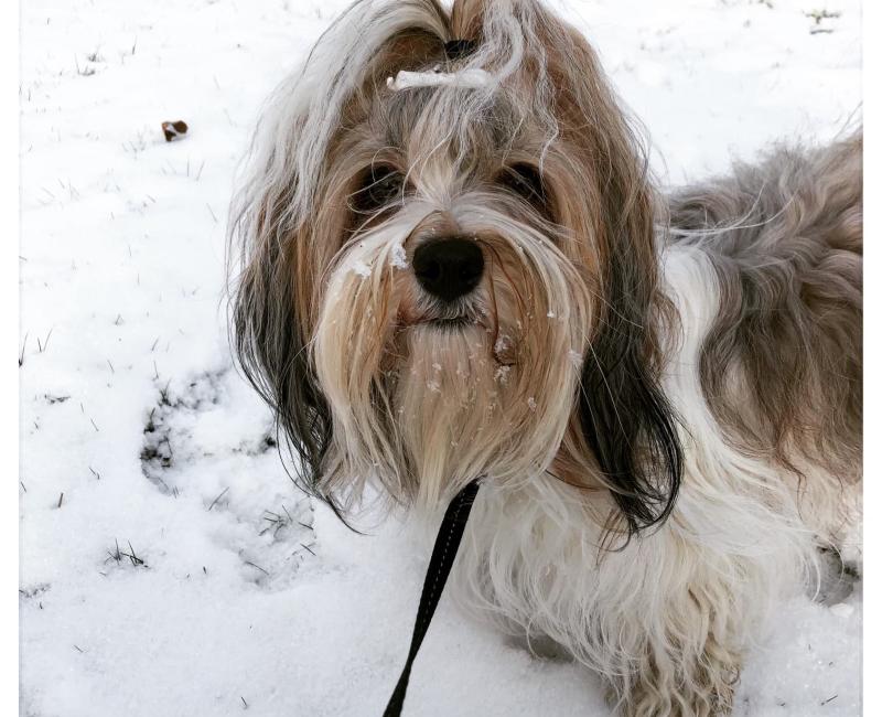 Bichon Havanais tæve i sneen