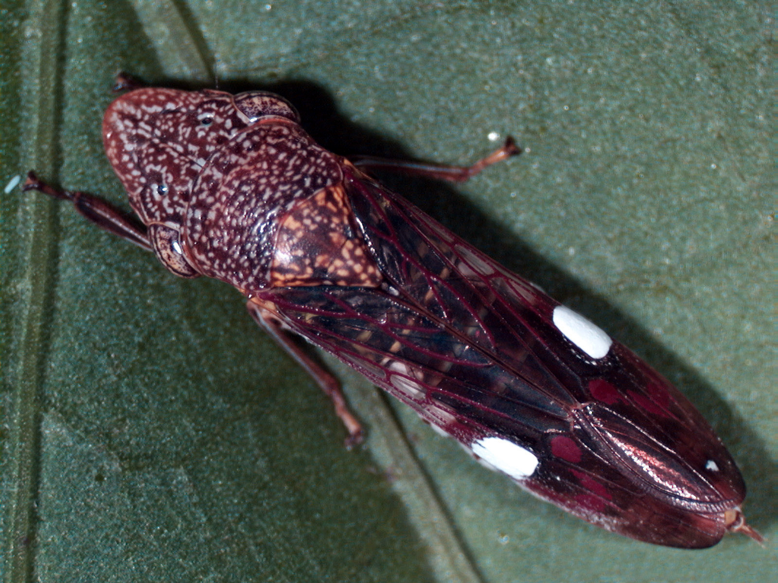 Adult glassy-winged sharpshooter, a large dark leafhopper with ivory-speckled body and clear red-veined wings
