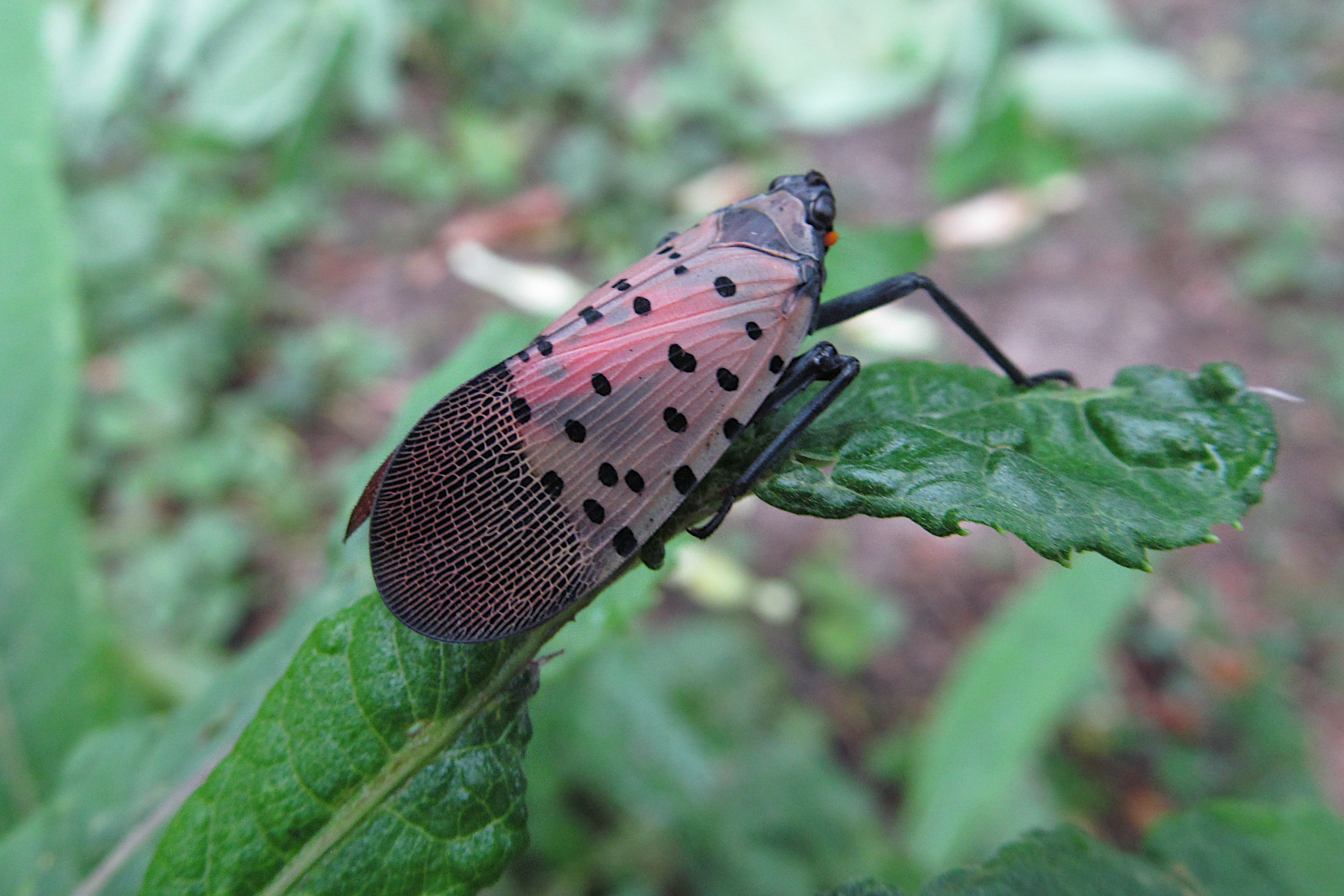 Adult spotted lanternfly at rest on a leaf, showing gray black-spotted forewings
