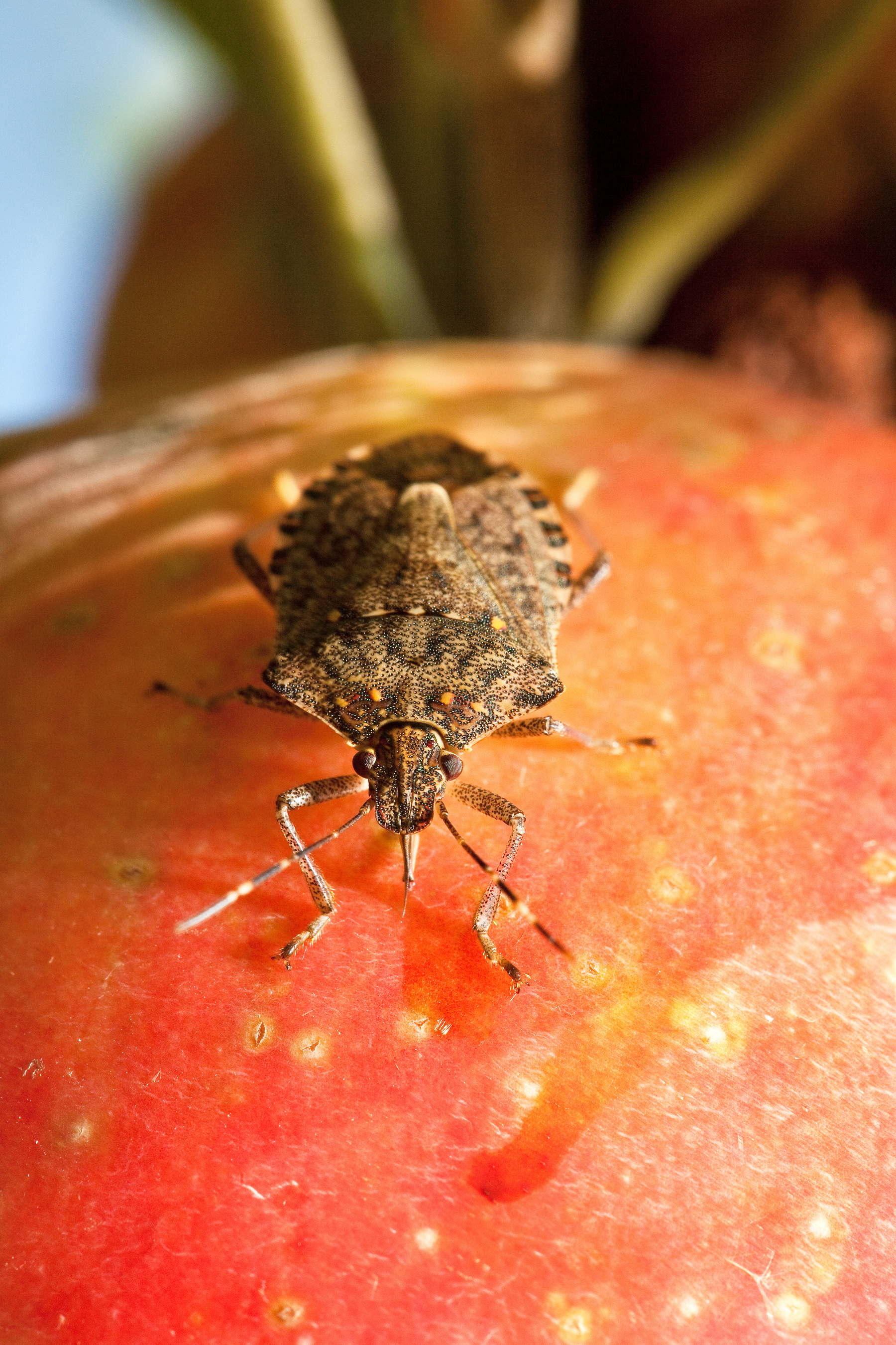 Adult brown marmorated stink bug, a shield-shaped mottled-brown insect, shown feeding