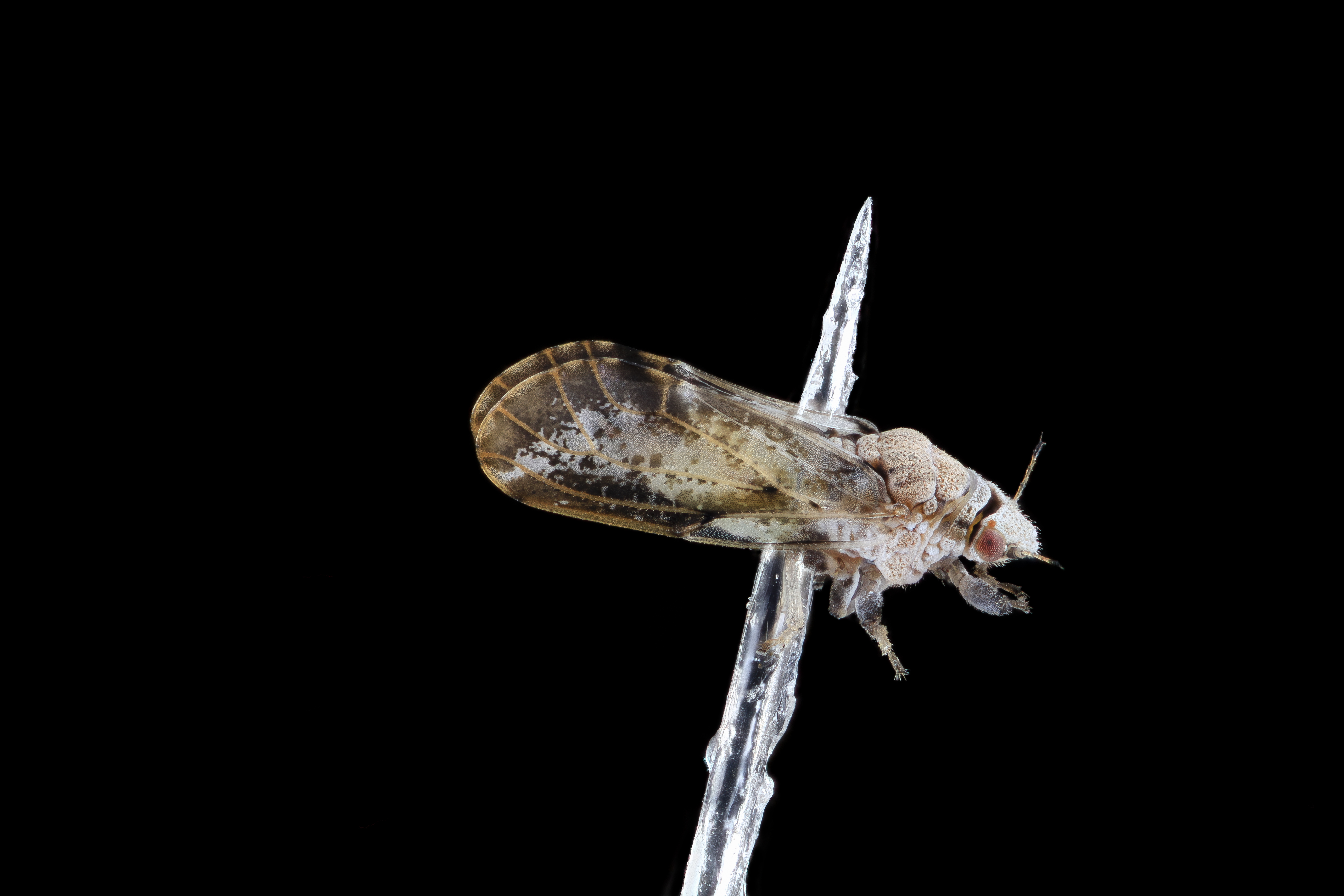 Adult Asian citrus psyllid, a tiny brown insect with mottled wings, shown in side profile