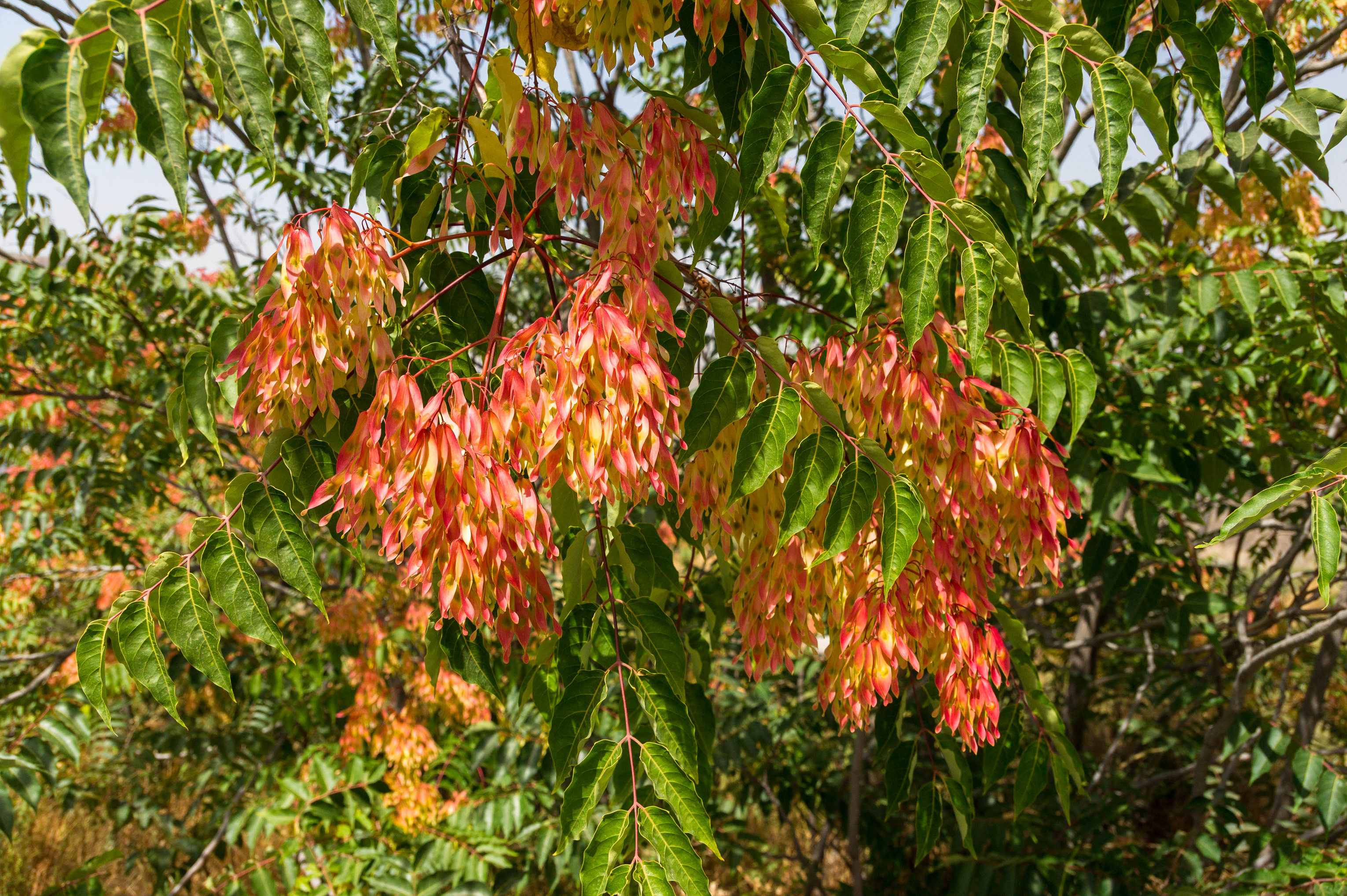 Tree of heaven foliage with feather-like compound leaves and hanging clusters of winged seeds (samaras)