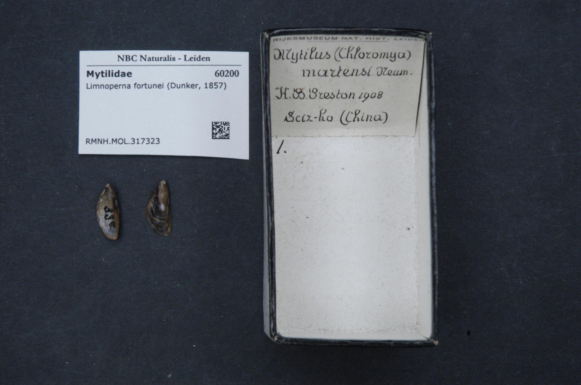 Golden mussel shells (Limnoperna fortunei), small yellow-brown mussels with a lopsided D shape