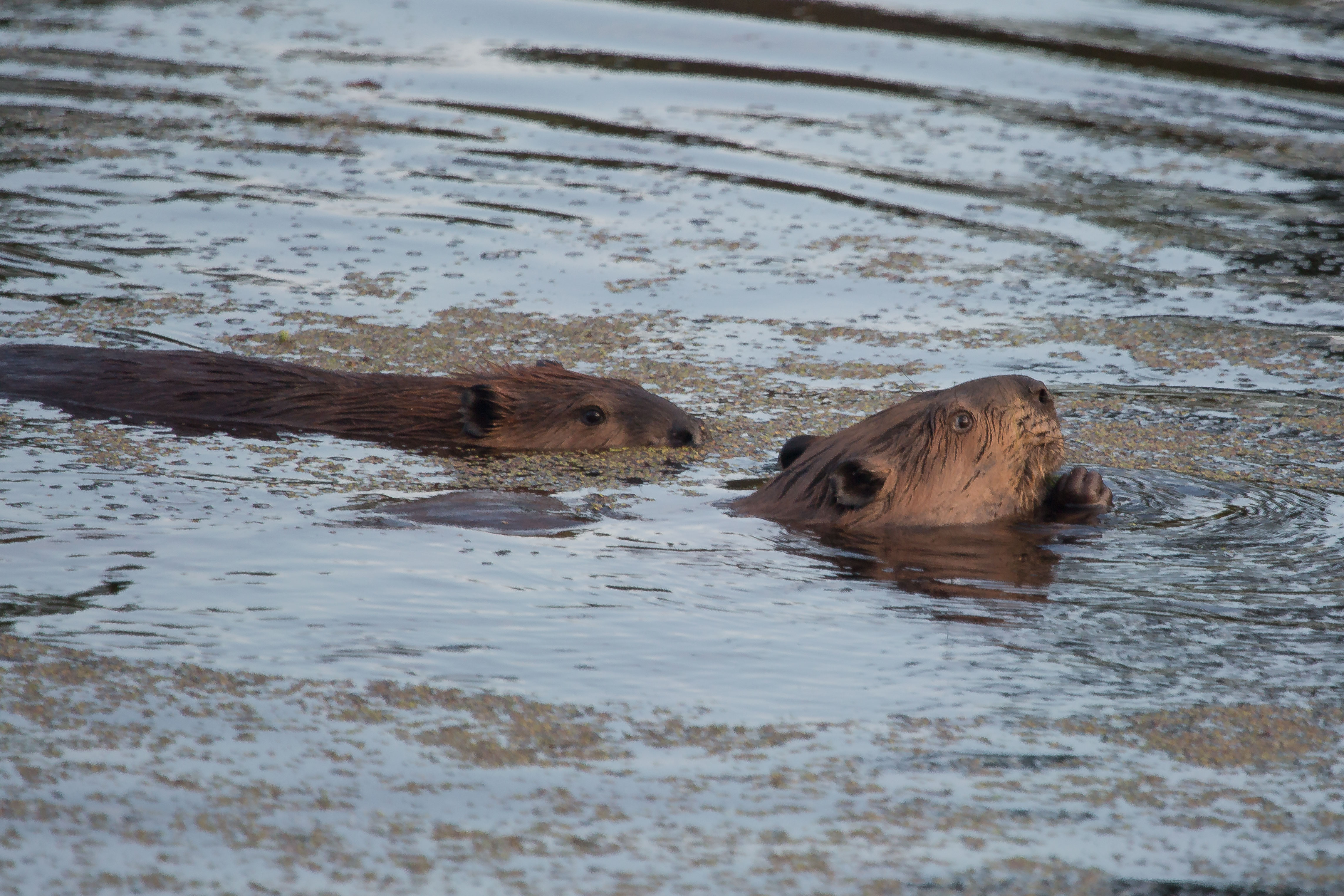 Nutria, a large brown semi-aquatic rodent, in the water