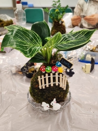 [植物] 日式苔玉盆景 - 手作課程
