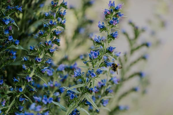 Atelier famille : Les histoires cachées du jardin (dès 3 ans)