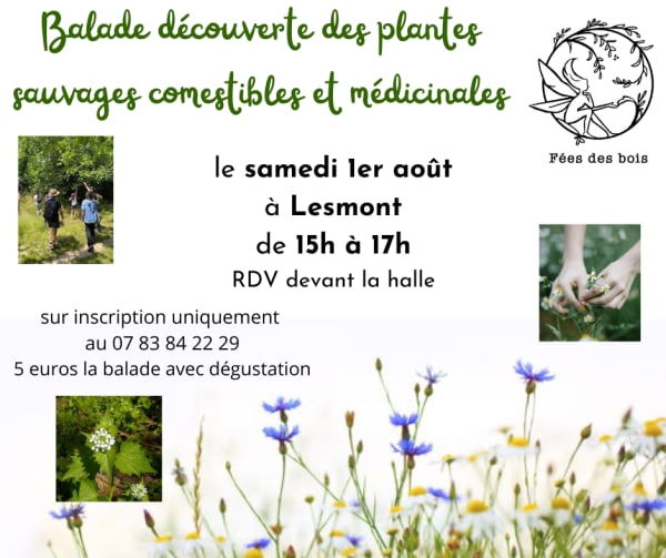 Balade découverte des plantes sauvages