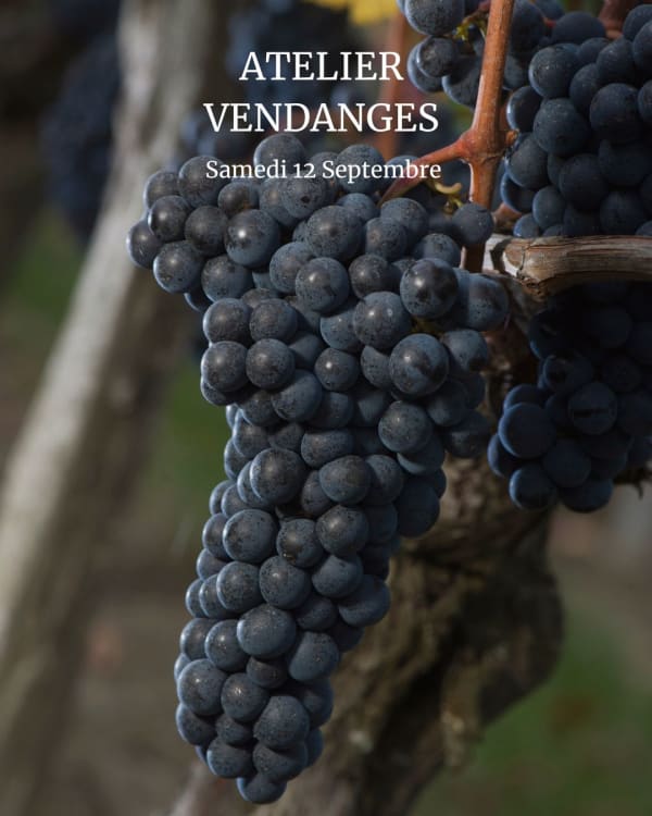 Atelier Vendanges au Château Haut Chaigneau