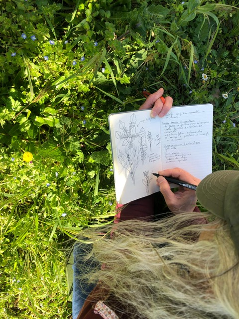 Balade botanique dessinée