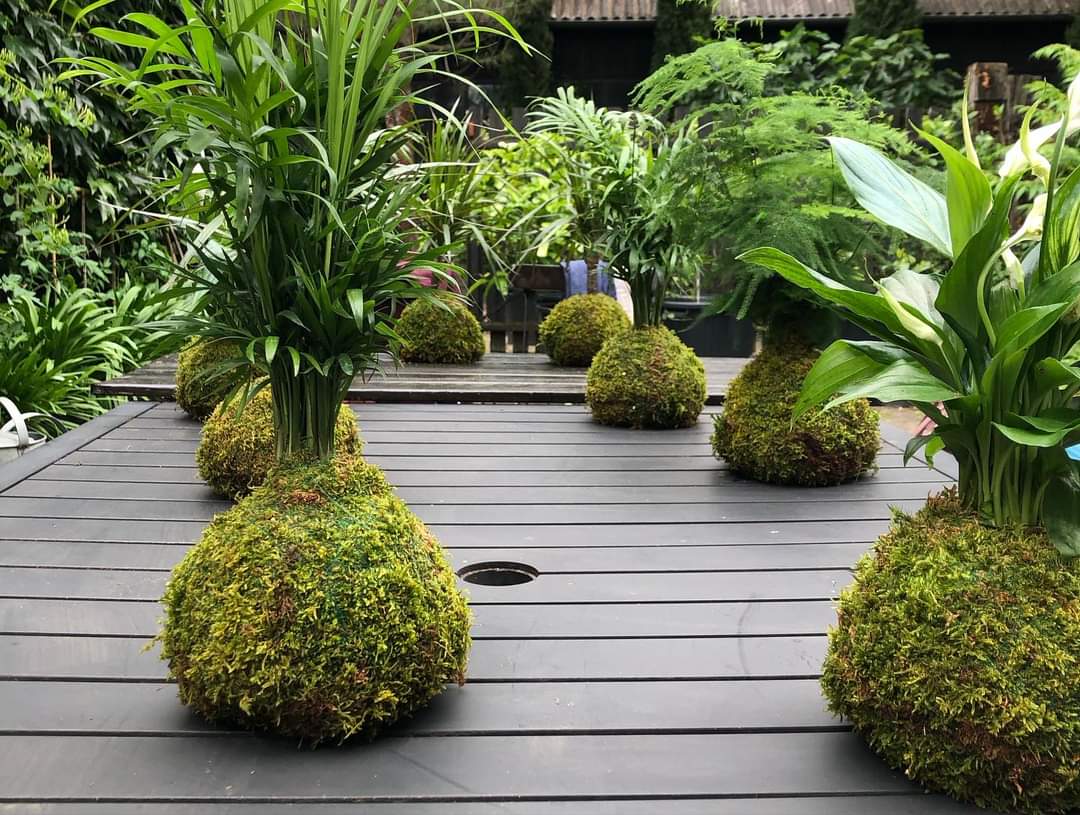 Atelier d’initiation au Kokedama