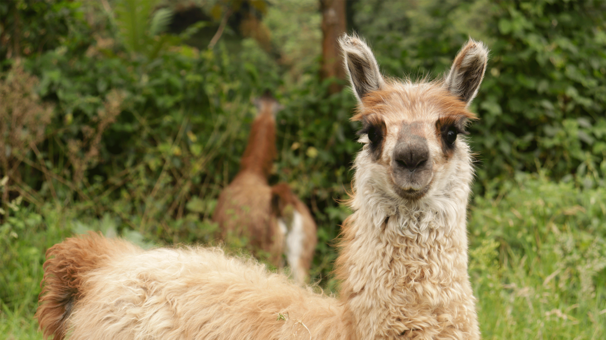 Beyond Colombia Tours | Tour: Tour Caminata Parque Natural Chicaque