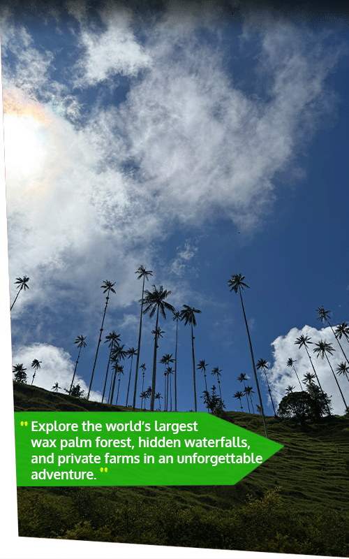 Beyond Colombia Tours | Tour: La Carbonera Wax Palm Forest Hike & Downhill on Bike