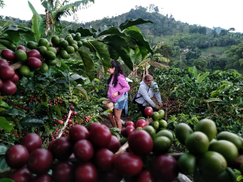 Beyond Colombia Tours | Tour: Buenos Aires Family Coffee Farm Experience