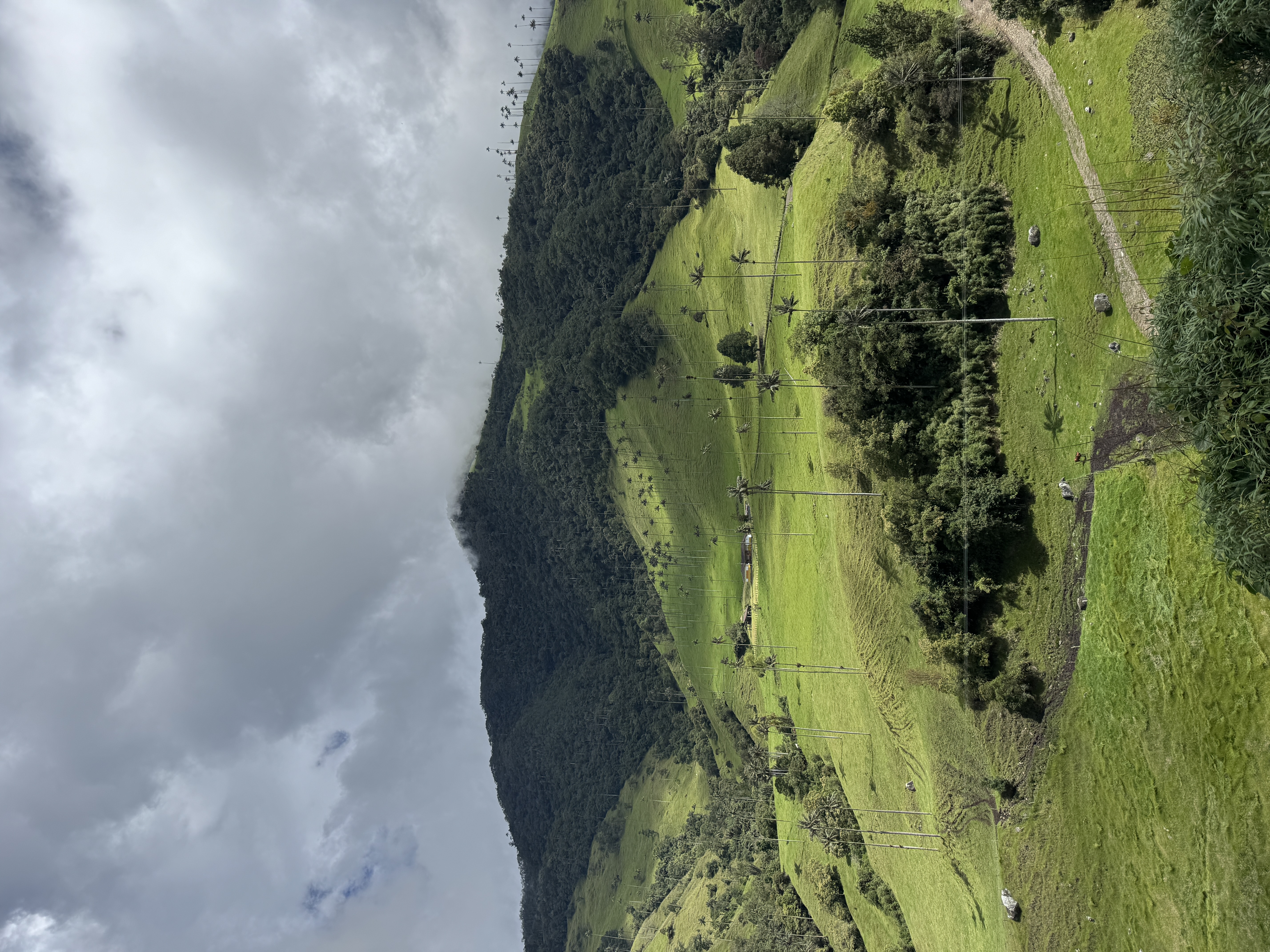 Beyond Colombia Tours | Tour: La Carbonera Wax Palm Forest Hike & Downhill on Bike