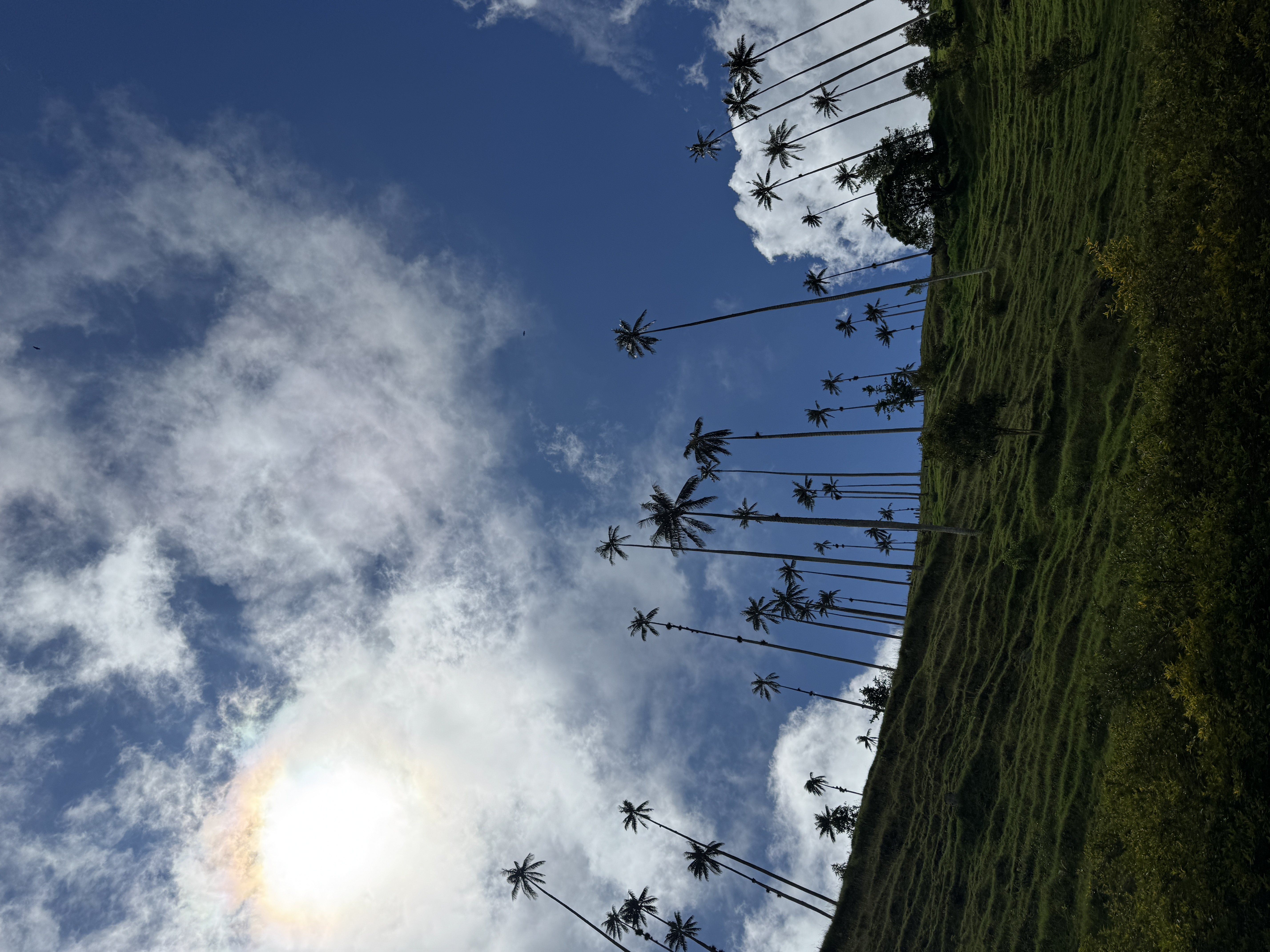 Beyond Colombia Tours | Tour: La Carbonera Wax Palm Forest Hike & Downhill on Bike