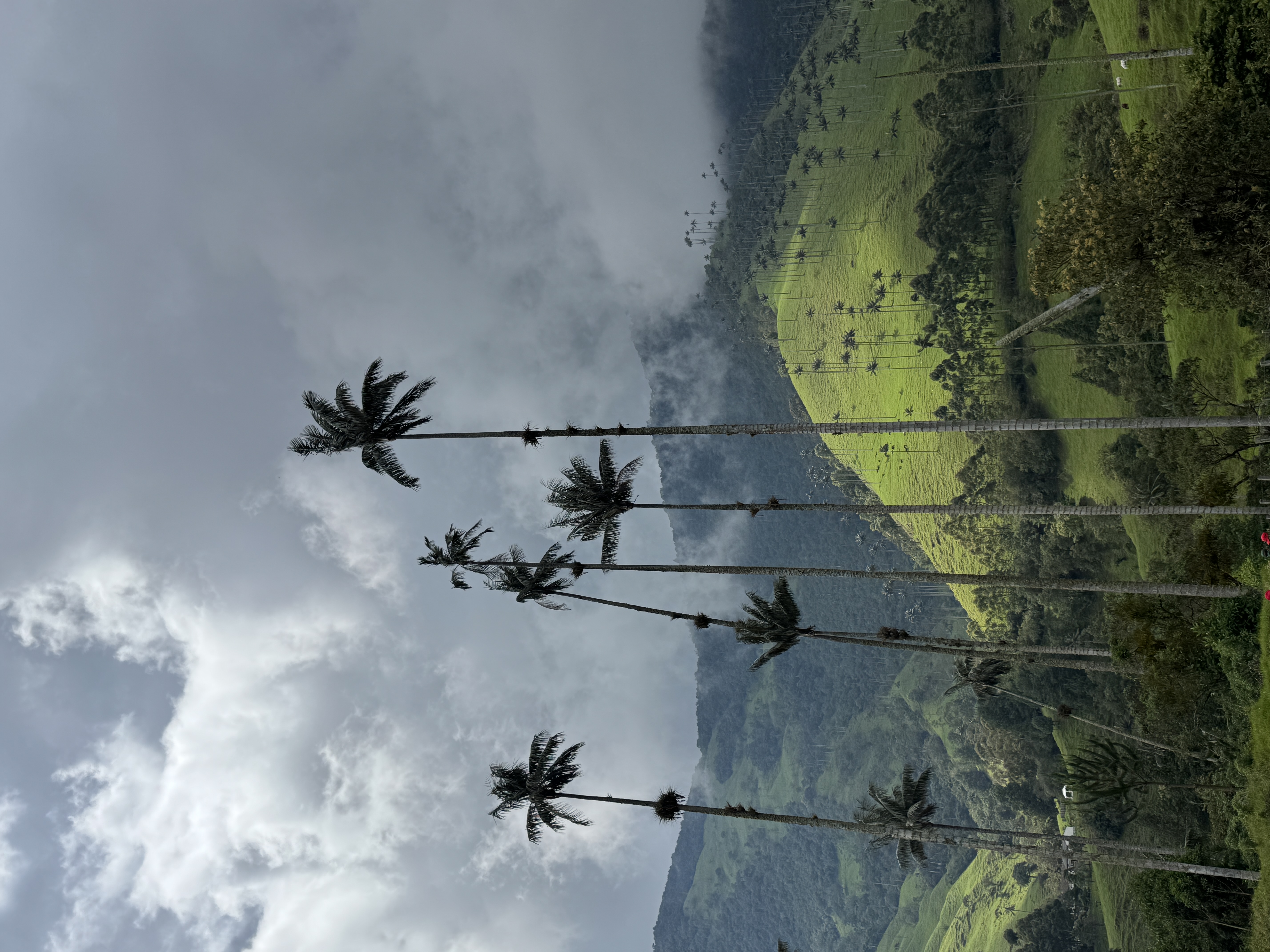 Beyond Colombia Tours | Tour: La Carbonera Wax Palm Forest Hike & Downhill on Bike
