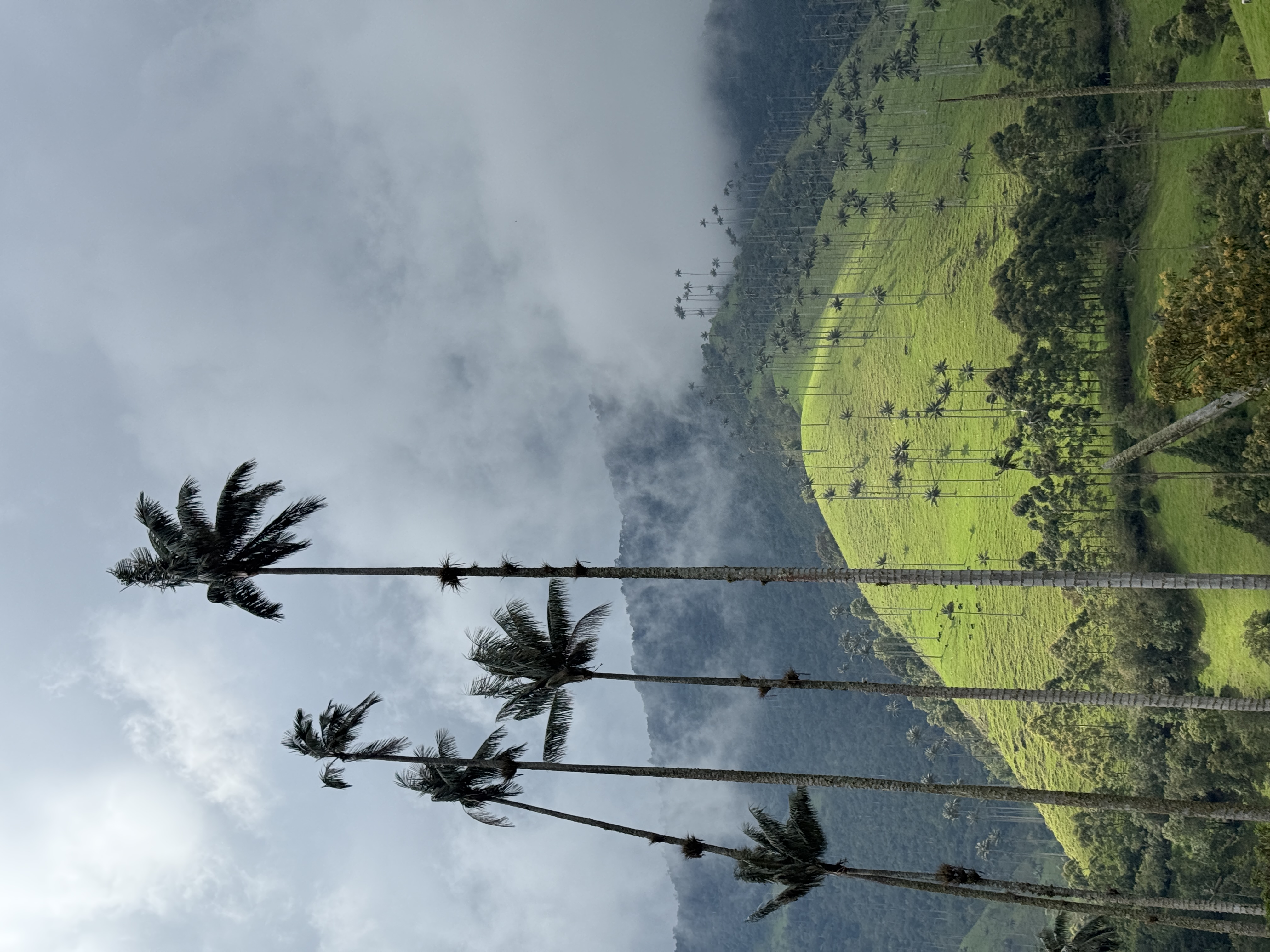 Beyond Colombia Tours | Tour: La Carbonera Wax Palm Forest Hike & Downhill on Bike