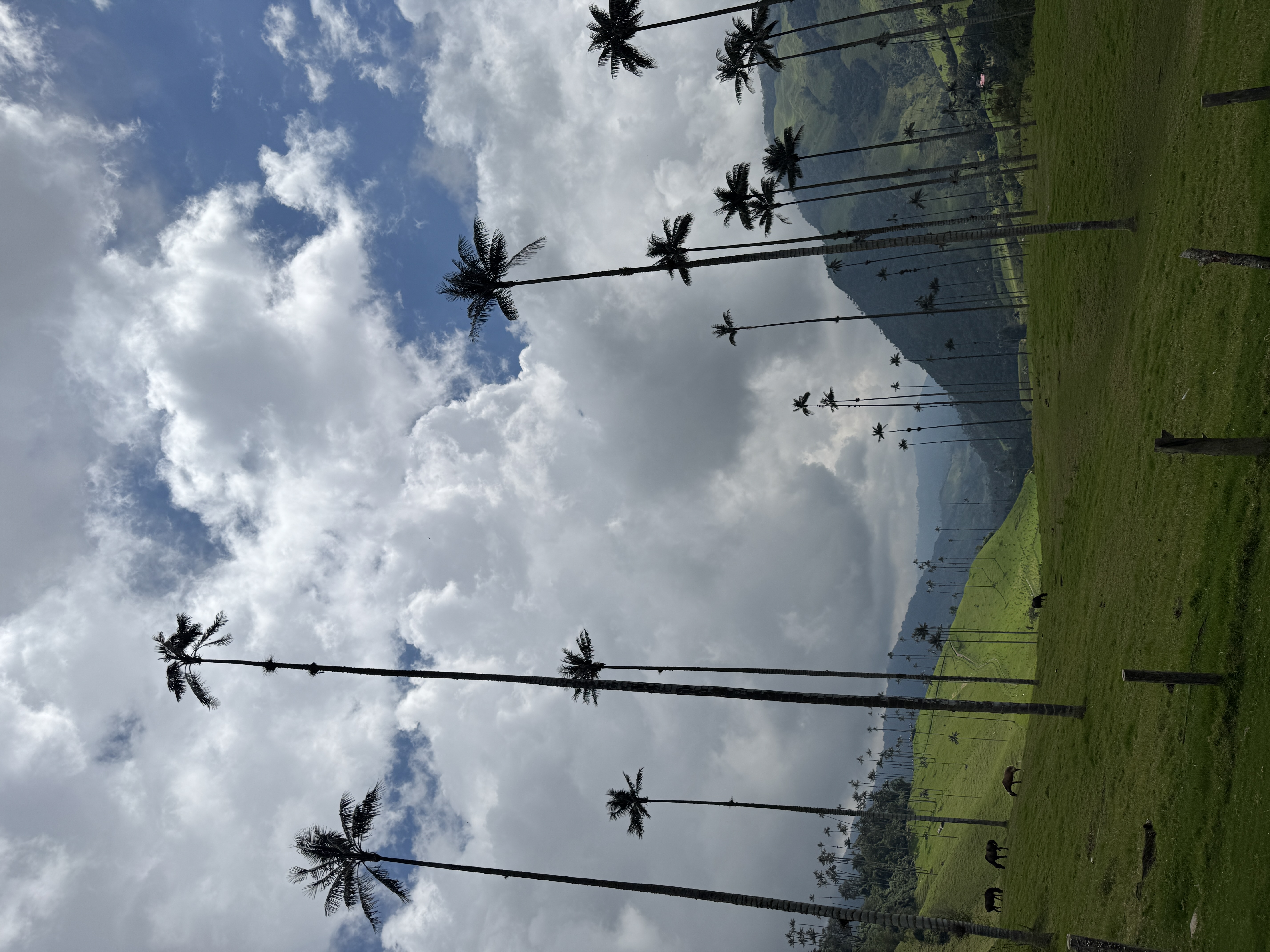 Beyond Colombia Tours | Tour: La Carbonera Wax Palm Forest Hike & Downhill on Bike