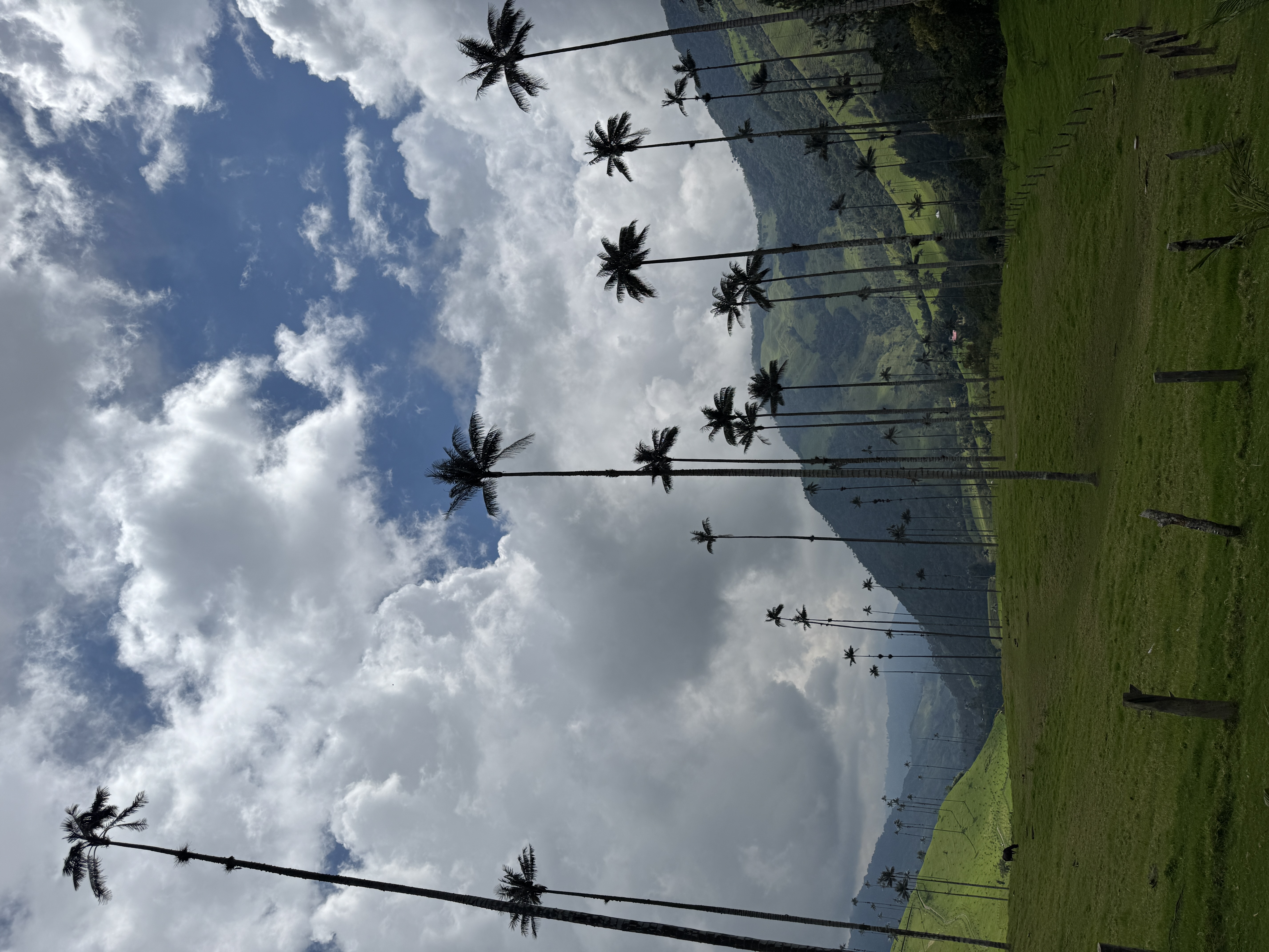 Beyond Colombia Tours | Tour: La Carbonera Wax Palm Forest Hike & Downhill on Bike