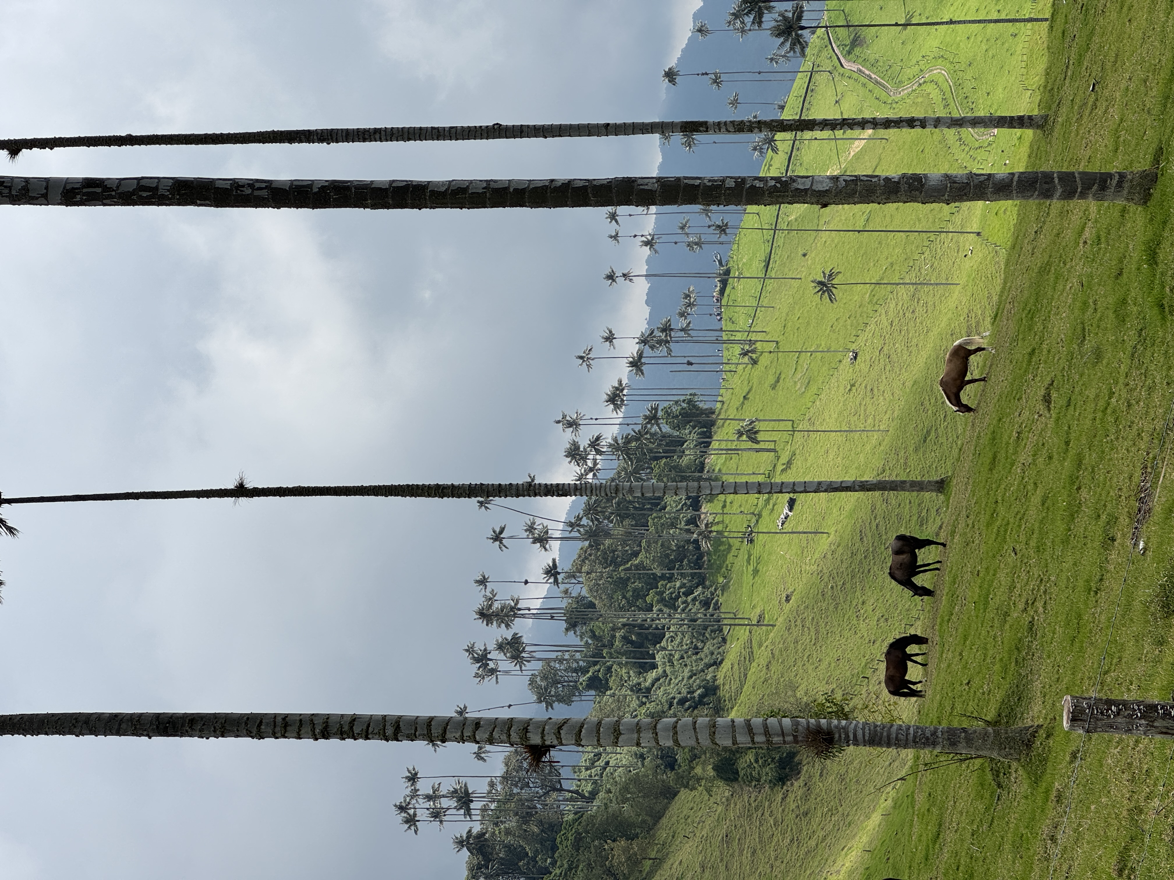 Beyond Colombia Tours | Tour: La Carbonera Wax Palm Forest Hike & Downhill on Bike