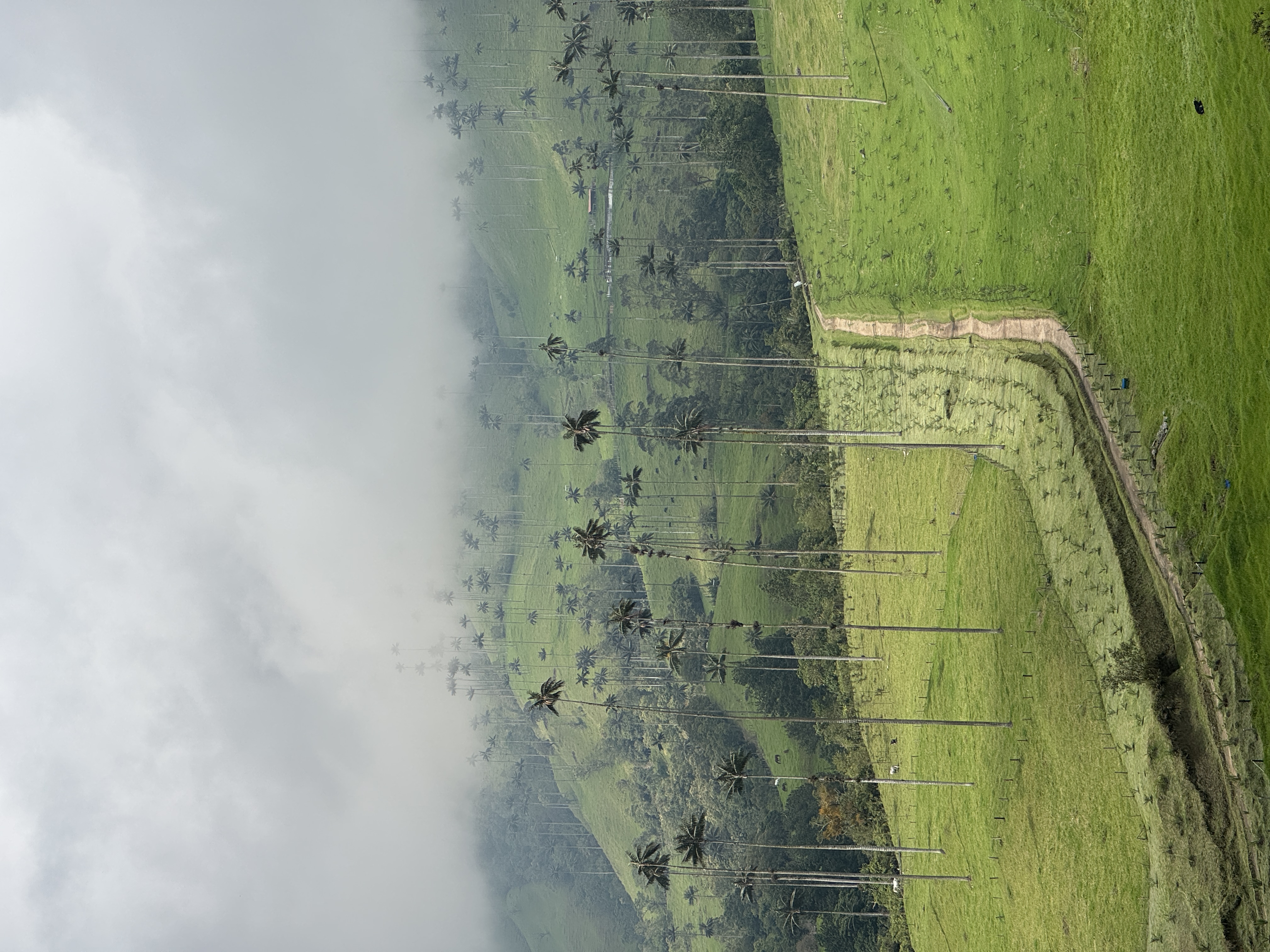 Beyond Colombia Tours | Tour: La Carbonera Wax Palm Forest Hike & Downhill on Bike