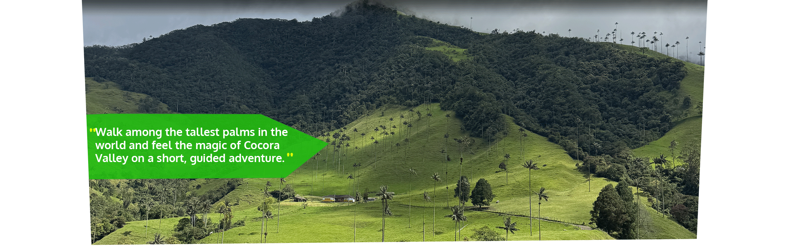 Beyond Colombia Tours | Tour: Cocora Wax Palm Valley Hike Tour Experience (3h)