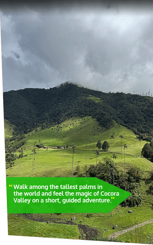 Beyond Colombia Tours | Tour: Cocora Wax Palm Valley Hike Tour Experience (3h)