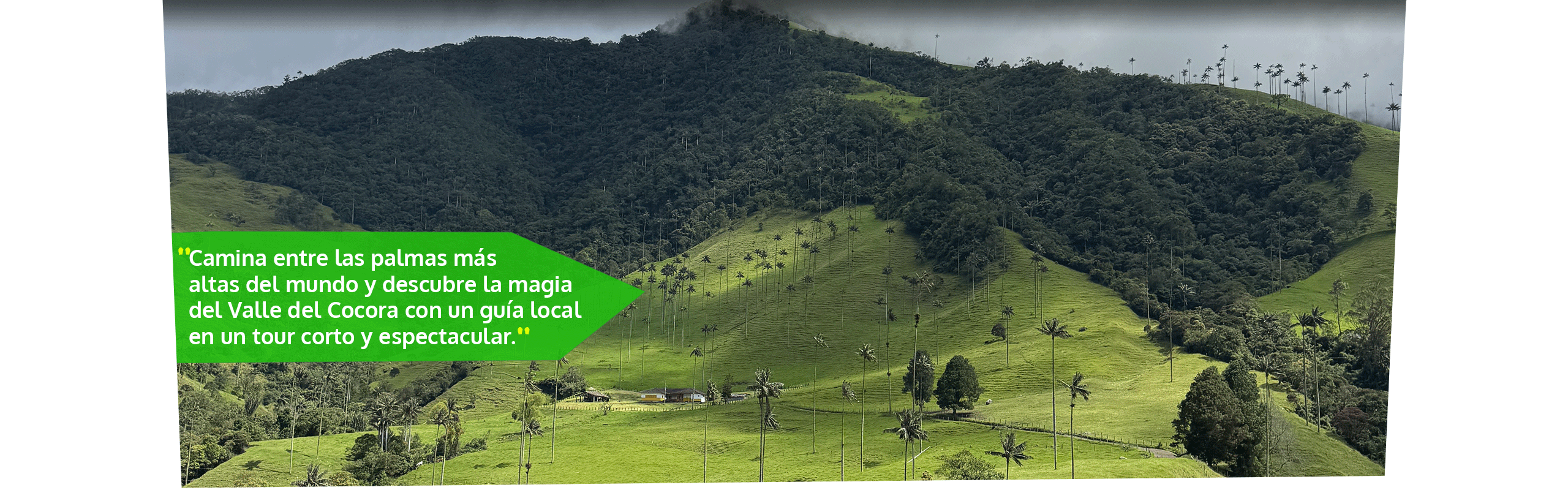 Beyond Colombia Tours | Tour: Caminata Valle de Palmas de Cera de Cocora Tour (3h)