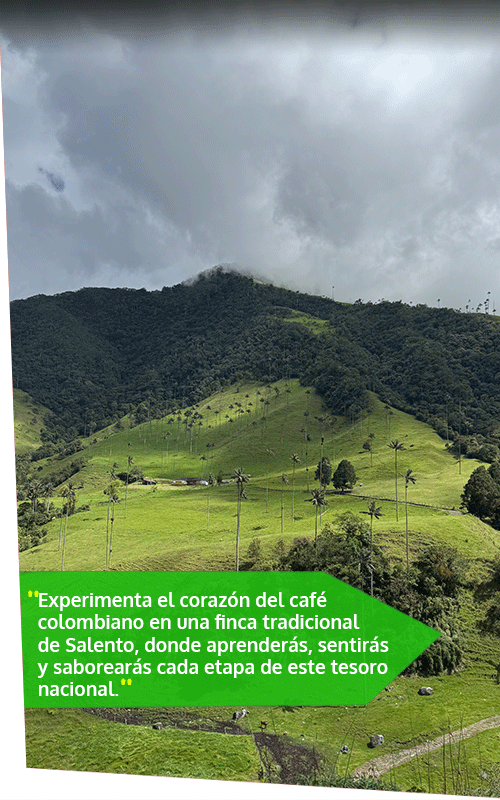 Beyond Colombia Tours | Tour: Cocora Wax Palm Valley Hike Tour Experience (3h)